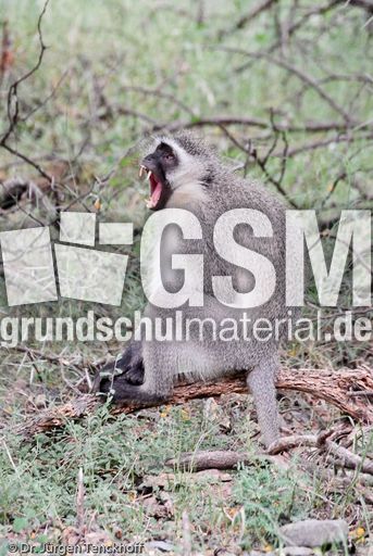 Grüne Meerkatzen (30 von 67).jpg